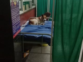 hospital dog