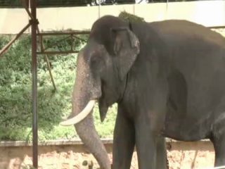 Abhimanyu elephant publictv