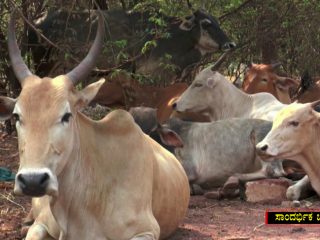 ಗಬ್ಬದ ಹಸುವನ್ನು ಕೊಂದು ಹೊಟ್ಟೆಯಲ್ಲಿದ್ದ ಕರುವನ್ನು ಕಾಡಿಗೆ ಎಸೆದ ಕಿಡಿಗೇಡಿಗಳು