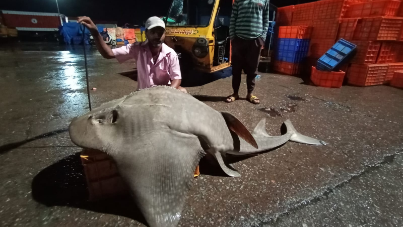 Helicopter fish