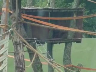 ORANGUTAN HOME