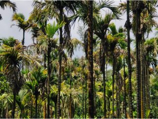 ವಿದ್ಯುತ್ ತಂತಿ ಕಟ್ ಆಗಿ ಶಾಕ್ ಹೊಡೆದು ರೈತ ಸಾವು