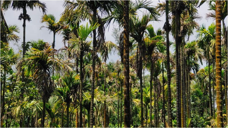 ವಿದ್ಯುತ್ ತಂತಿ ಕಟ್ ಆಗಿ ಶಾಕ್ ಹೊಡೆದು ರೈತ ಸಾವು