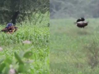 ರಾಜ್ಯದಲ್ಲಿಯೇ ಮೊದಲ ಬಾರಿಗೆ ಕರಿ ನವಿಲುಗಳು ಪತ್ತೆ