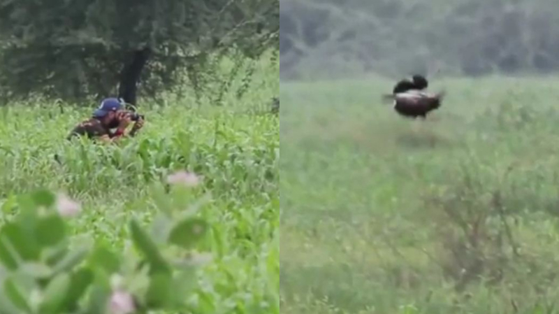 ರಾಜ್ಯದಲ್ಲಿಯೇ ಮೊದಲ ಬಾರಿಗೆ ಕರಿ ನವಿಲುಗಳು ಪತ್ತೆ