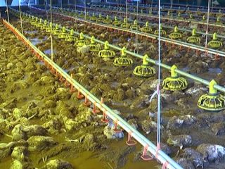 chicken farm