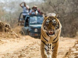 jim corbett national park