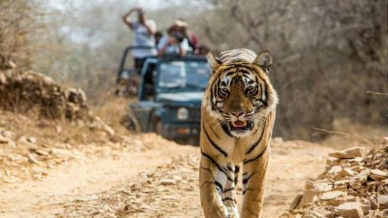 jim corbett national park