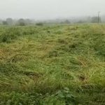 Millet crop