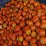 tomato
