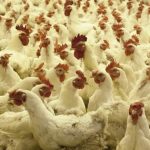 Bird flu