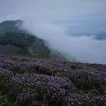 Neelakurinji flower