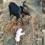 goat kid