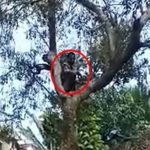 ಲಸಿಕೆ ಬೇಡ ಎಂದು ಚಾಕು ಹಿಡಿದು ಮರ ಹತ್ತಿ ಕುಳಿತ!