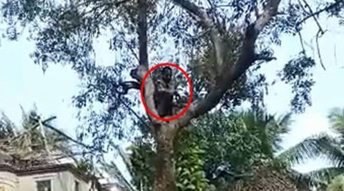 ಲಸಿಕೆ ಬೇಡ ಎಂದು ಚಾಕು ಹಿಡಿದು ಮರ ಹತ್ತಿ ಕುಳಿತ!