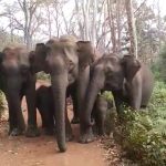 ಮರಿಗಳೊಂದಿಗೆ ಪ್ರವಾಸಿಗರನ್ನು ಅಡ್ಡಹಾಕಿದ ಆನೆಗಳು – ಕೆ.ಗುಡಿ ಸಫಾರಿ ವೇಳೆ ಗಜ ಪಡೆ ಎಂಟ್ರಿ