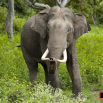 ಆಹಾರ ಅರಸಿ ನಾಡಿಗೆ ಬಂದ ಆನೆ ವಿದ್ಯುತ್ ಶಾಕಿಗೆ ಬಲಿ