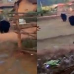 ಆಹಾರಕ್ಕಾಗಿ ನಾಡಿಗೆ ಬಂತು ಕಾಡು ಕರಡಿ
