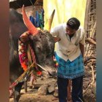 ಜಲ್ಲಿಕಟ್ಟು ಕ್ರೀಡೆಗೆ ಗೂಳಿಯನ್ನು ಅಖಾಡಕ್ಕಿಳಿಸಲಿರುವ 16ರ ಹುಡುಗಿ