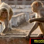 ಮಂಗಗಳ ಕಾಟ – ಪಂಚಾಯ್ತಿ ಎಲೆಕ್ಷನ್ ಬಹಿಷ್ಕರಿಸಲು ಗ್ರಾಮಸ್ಥರು ನಿರ್ಧಾರ