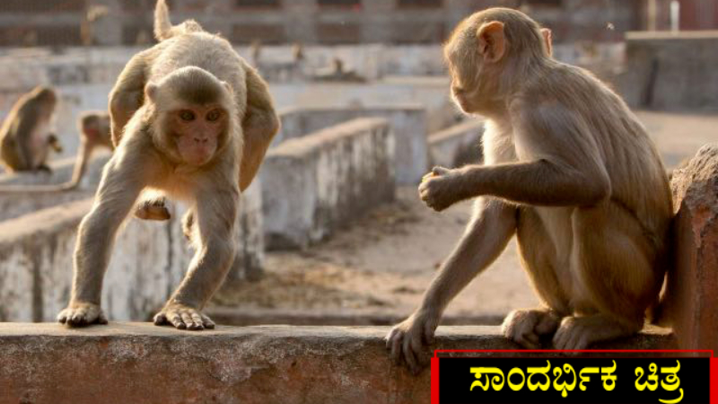 ಮಂಗಗಳ ಕಾಟ – ಪಂಚಾಯ್ತಿ ಎಲೆಕ್ಷನ್ ಬಹಿಷ್ಕರಿಸಲು ಗ್ರಾಮಸ್ಥರು ನಿರ್ಧಾರ