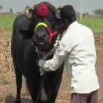 ಮರಾಠಿಗರಿಂದಲೇ ಕರ್ನಾಟಕ ಕಿಂಗ್ ಅಂತ ಬಿರುದು ಪಡೆದ ಗಟ್ಟಿಗ ಗಜೇಂದ್ರ!