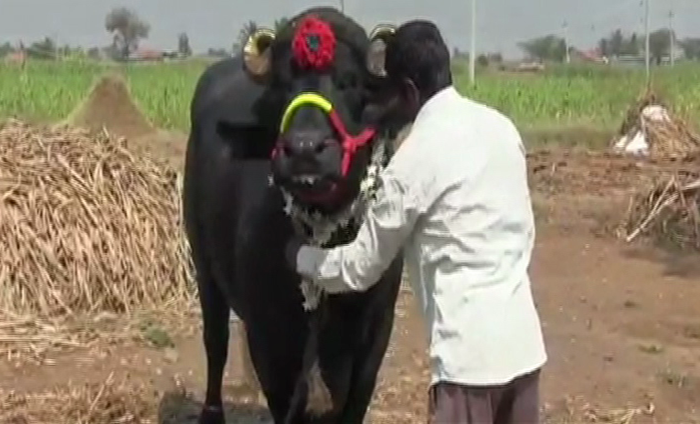 ಮರಾಠಿಗರಿಂದಲೇ ಕರ್ನಾಟಕ ಕಿಂಗ್ ಅಂತ ಬಿರುದು ಪಡೆದ ಗಟ್ಟಿಗ ಗಜೇಂದ್ರ!