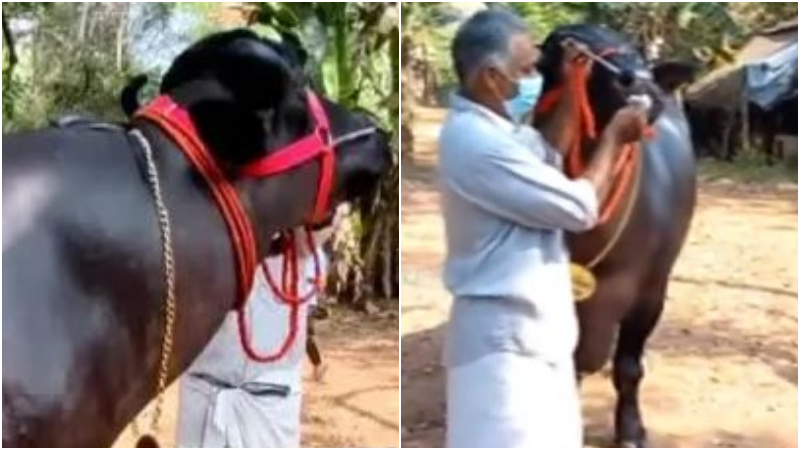 ಎಮ್ಮೆ ಹುಟ್ಟುಹಬ್ಬ ಆಚರಿಸಿದ ರೈತ