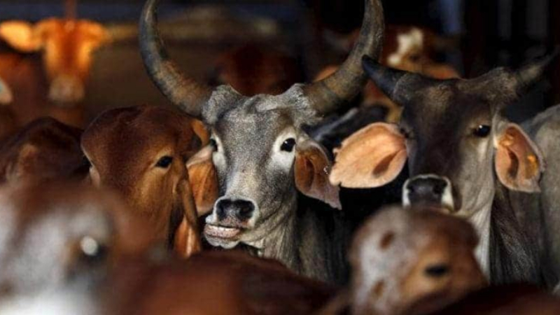 ಗೋ ಶಾಲೆಯಲ್ಲಿ ಒಂದು ತಿಂಗಳ ಕಾಲ ಸೇವೆ – ಷರತ್ತು ವಿಧಿಸಿ ಆರೋಪಿಗೆ ಜಾಮೀನು