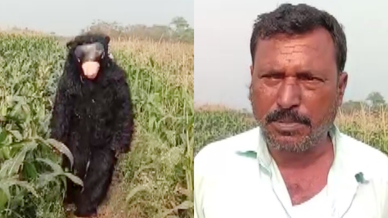 ಕರಡಿವೇಷ ಹಾಕಿ ಓಡಾಡಿದ್ರೆ ತಿಂಗಳಿಗೆ 15 ಸಾವಿರ ವೇತನ: ಹೀಗೊಂದು ವಿಶಿಷ್ಟ ಉದ್ಯೋಗ