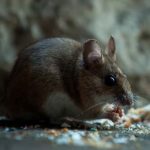 Rat
