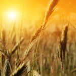 Wheat 1