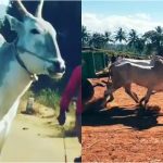 ಜೋಡೆತ್ತಿನ ಗಾಡಿ ಸ್ಪರ್ಧೆಯ ಕಾಫಿನಾಡ ‘ವಿಲನ್’ ಅನಾರೋಗ್ಯದಿಂದ ಸಾವು
