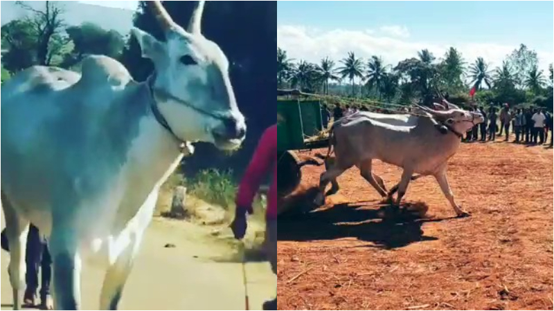ಜೋಡೆತ್ತಿನ ಗಾಡಿ ಸ್ಪರ್ಧೆಯ ಕಾಫಿನಾಡ ‘ವಿಲನ್’ ಅನಾರೋಗ್ಯದಿಂದ ಸಾವು