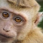 MONKEY (1)