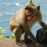 MONKEY