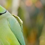 POPO PARROT