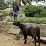 ಬೈದವರನ್ನು ಅಟ್ಟಾಡಿಸಿಕೊಂಡು ಸೇಡು ತೀರಿಸಿಕೊಳ್ಳುತ್ತಿರುವ ಕೋಣ – ಕಂಟೆಮ್ಮ ದೇವಿಯ ಪಾವಡಕ್ಕೆ ಹೈರಾಣಾದ ಗ್ರಾಮಸ್ಥ
