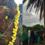 ಈಚಲು ಮರದಲ್ಲಿ ಮೂಡಿದ ಗಣಪ – ದಿನನಿತ್ಯ ಹರಿದು ಬರುತ್ತಿದೆ ಭಕ್ತರ ದಂಡು