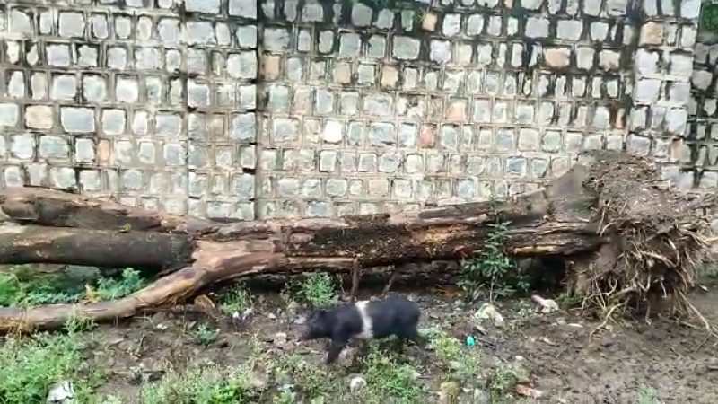ಹಟ್ಟಿ ಚಿನ್ನದಗಣಿಯಲ್ಲಿ ಶ್ರೀಗಂಧದ ಮರ ಕಳ್ಳತನ