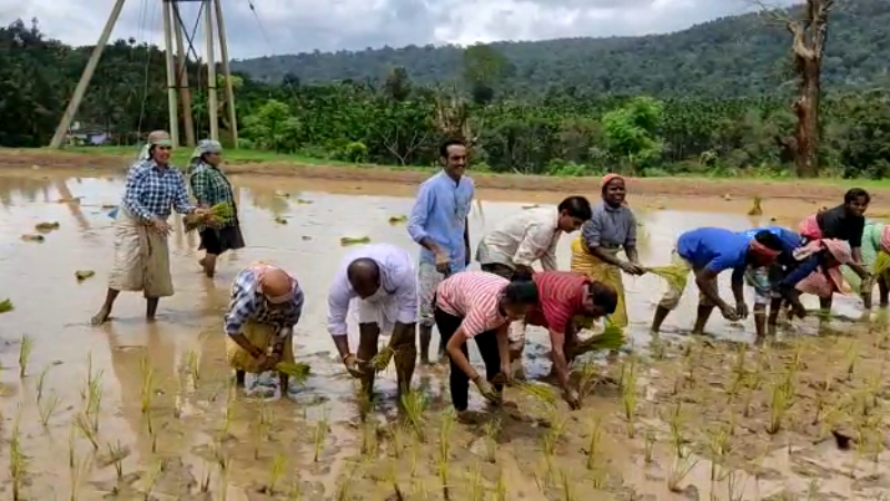 ಗದ್ದೆಯಲ್ಲಿ ನಾಟಿ ಮಾಡಿದ ಶಾಸಕ ಕುಮಾರಸ್ವಾಮಿ