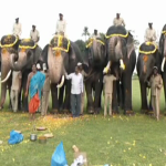 ಕಳೆಗಟ್ಟಿದ ಸಾಂಸ್ಕೃತಿಕ ನಗರಿ ಮೈಸೂರು- ಇಂದಿನಿಂದ ದಸರಾ ಆನೆಗಳಿಗೆ ತಾಲೀಮು