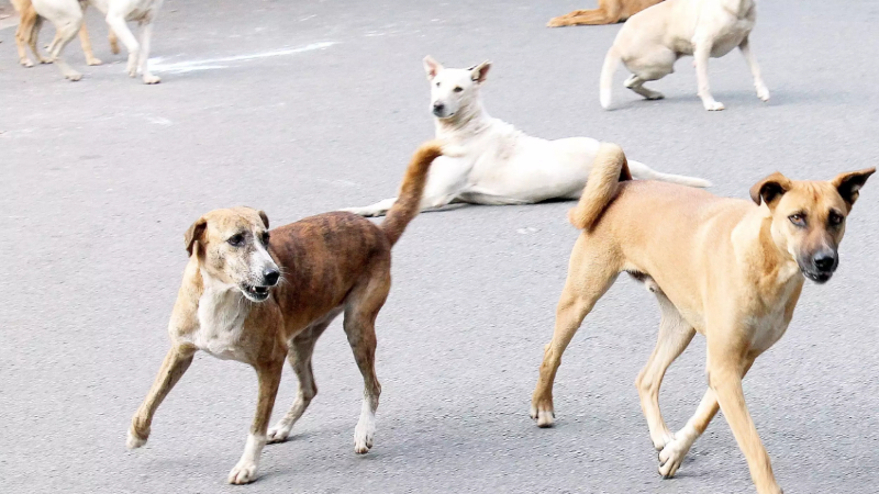 ಸಾಂದರ್ಭಿಕ ಚಿತ್ರ