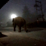 ದಟ್ಟ ಮಂಜಿನ ನಡುವೆ ಗ್ರಾಮಕ್ಕೆ ಎಂಟ್ರಿ ಕೊಟ್ಟ ಒಂಟಿ ಸಲಗ