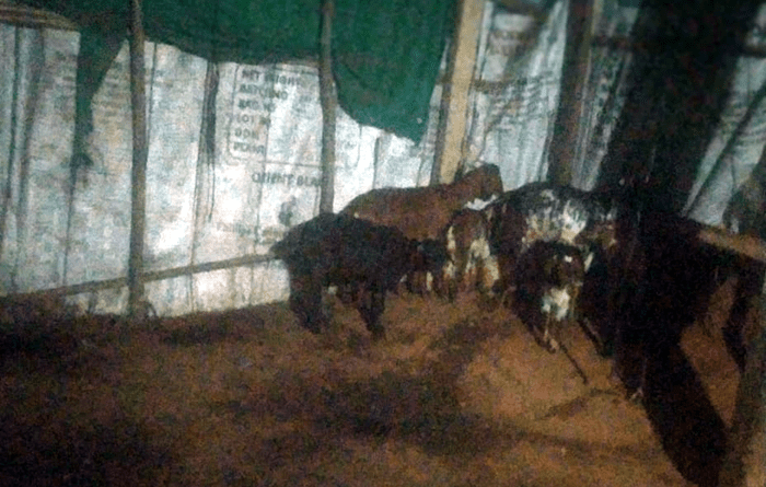 ಕೊಟ್ಟಿಗೆಗೆ ಚಿರತೆ ದಾಳಿ- 6 ಕೊಂದು 4 ಮೇಕೆಗಳನ್ನು ಹೊತ್ತೊಯ್ದ ಚಿರತೆ