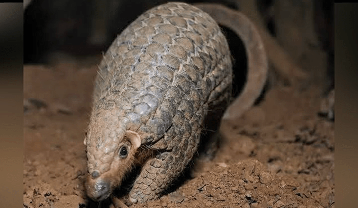 30 ಲಕ್ಷ ಮೌಲ್ಯದ ಅತ್ಯಮೂಲ್ಯ ಪೆಂಗೋಲಿಯನ್ ಚಿಪ್ಪು ವಶ
