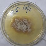 Killer Plant Fungus: ವಿಶ್ವದಲ್ಲೇ ಮೊದಲ ಪ್ರಕರಣ ಭಾರತದಲ್ಲಿ ಪತ್ತೆ