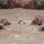 ಆಹಾರ ಅರಸಿ ಬಂದ 4 ಕಾಡನೆಗಳು ಆಯತಪ್ಪಿ ಕೆರೆಗೆ