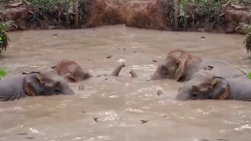 ಆಹಾರ ಅರಸಿ ಬಂದ 4 ಕಾಡನೆಗಳು ಆಯತಪ್ಪಿ ಕೆರೆಗೆ