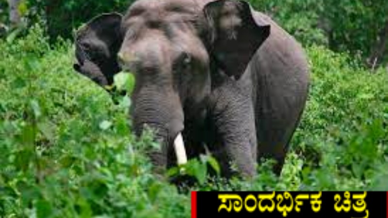 ಆನೇಕಲ್‌ನಲ್ಲಿ ಕಾಡಾನೆ ದಾಳಿಗೆ ಫಾರೆಸ್ಟ್ ಗಾರ್ಡ್ ಬಲಿ